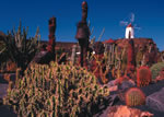 Jard�n de Cactus